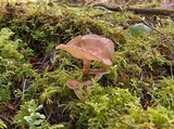 Polyporus leptocephalus image