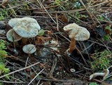Clitocybe sclerotoidea image