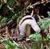 Helvella compressa image