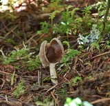 Helvella compressa image