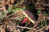 Boletus zelleri image