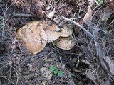 Suillus caerulescens image