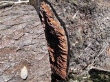 Fomitopsis cajanderi image