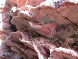 Fomitopsis cajanderi image