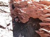 Fomitopsis cajanderi image