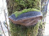 Phellinus igniarius image