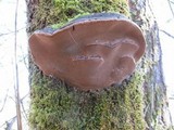 Phellinus igniarius image