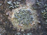 Pyrenula occidentalis image