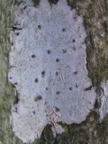 Pyrenula laevigata image