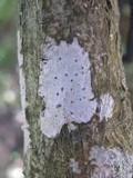 Pyrenula laevigata image
