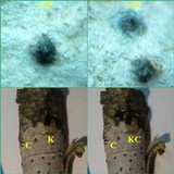 Pyrenula laevigata image