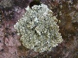 Xanthoparmelia viriduloumbrina image
