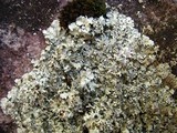 Xanthoparmelia viriduloumbrina image