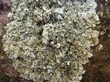 Xanthoparmelia viriduloumbrina image
