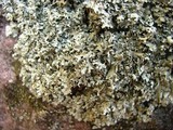 Xanthoparmelia viriduloumbrina image