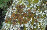 Parmotrema perlatum image