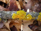 Xanthomendoza hasseana image