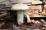 Neolentinus lepideus image