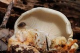 Neolentinus lepideus image