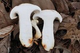 Neolentinus lepideus image