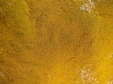 Caloplaca citrina image