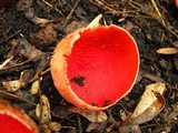 Sarcoscypha austriaca image