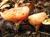 Sarcoscypha austriaca image