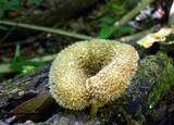 Lentinus bertieri image