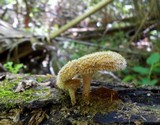 Lentinus bertieri image