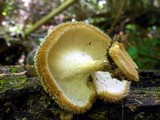 Lentinus bertieri image