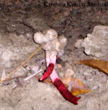 Mutinus bambusinus image