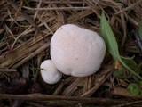Lycoperdon pratense image