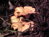 Cantharellus persicinus image