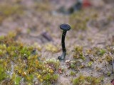 Arrhenia chlorocyanea image