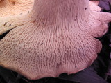 Cantharellus persicinus image