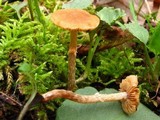 Pholiota veris image