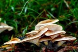 Omphalotus nidiformis image