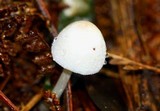 Leucoagaricus ooliekirrus image