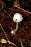 Leucoagaricus ooliekirrus image