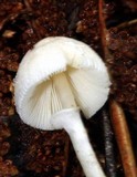 Leucoagaricus ooliekirrus image