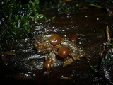 Pachyella babingtonii image
