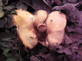 Cantharellus persicinus image