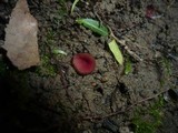 Parascutellinia violacea image