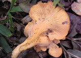 Cantharellus persicinus image