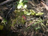 Parascutellinia violacea image