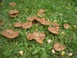 Paxillus involutus image