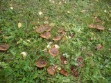 Paxillus involutus image