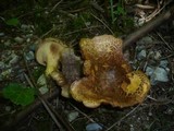 Paxillus rubicundulus image