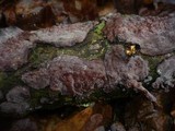 Peniophora quercina image