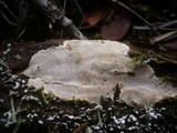 Perenniporia meridionalis image